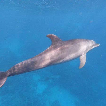 Dolphin Continental Hotel El Qoseir Bagian luar foto